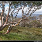 Eucalyptus in the Snowy Mountains at Thredbo