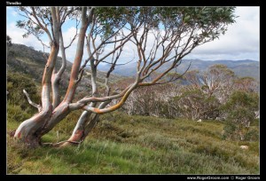 Eucalyptus in the Snowy Mountains at Thredbo