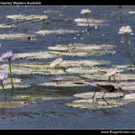 Birds and water plants in Parry's Lagoon in the Kimberley