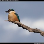 King Fisher