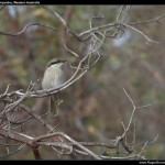 Birdlife at Wilson Inlet