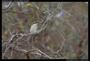 Birdlife at Wilson Inlet