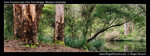 Donley River at One Tree Bridge (with Karri Trees)