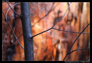 Golden Karri Tree bark