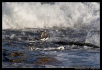 Photograph of South Coast Birds