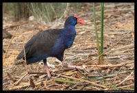 Photograph of Puruple Swamphen (Porphyrio porphyrio)