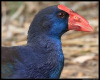 Photograph of Puruple Swamphen (Porphyrio porphyrio)