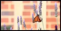 Photograph of a West Australia Butterfly by Roger Groom