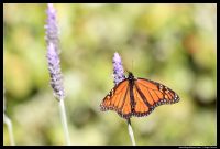 Photograph of a West Australia Butterfly by Roger Groom