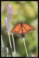 Photograph of a West Australia Butterfly by Roger Groom